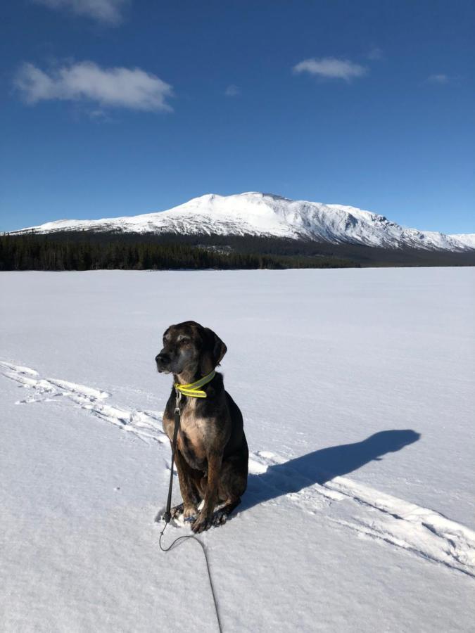 Valagardens Vaerdshus Och Camping Ab Vålådalen Eksteriør billede